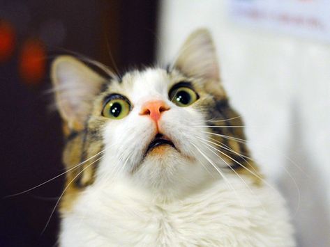 Hilarious face of a surprised cat. A Cat