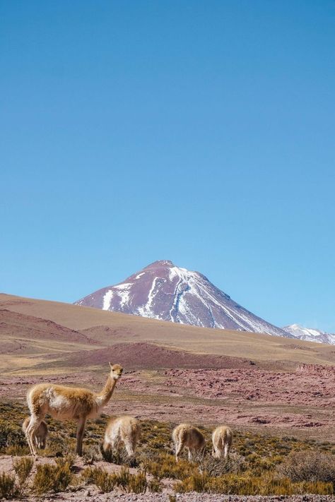 Atacama Chile 🇨🇱 Backpacking Europe, Chile Itinerary, Atacama Desert Chile, Backpacking Europe Packing List, Atacama Desert, Machu Pichu, Chile Travel, Desert Travel, America Latina