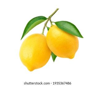 Lemon Branch, 3d Objects, Free Stock Photos, Every Day, Royalty Free Stock Photos, Lemon, Stock Images, Stock Photos, Illustrations