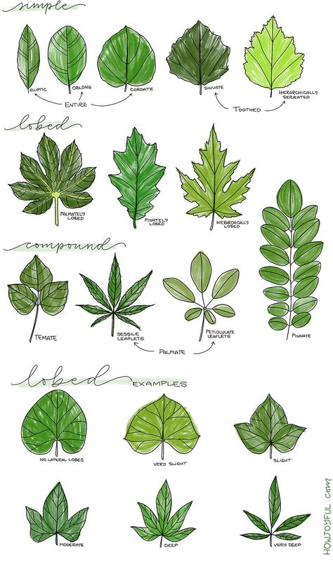 Learn how to draw a leaf step by step in this tutorial where we will go from super simple and easy, to drawing specific leaves and coloring them. #drawingleaf #drawingleafs #doodleleaf #doodleleaves #leafdrawing #leavesdrawing #bujoleaf #bulletjournaldoodle #doodle Maple Leaf Drawing, Leaves Drawing, Leaves Sketch, Leaves Doodle, Flower Drawing Tutorials, 타이포그래피 포스터 디자인, Cool Pencil Drawings, Flower Art Drawing, Leaf Images