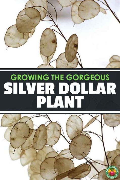 Silver Dollar Plant, Fall Vegetables To Plant, Epic Gardening, Dollar Plant, Silver Plant, Vegetable Garden Tips, Gardening Landscaping, Silver Dollar Eucalyptus, Backyard Vegetable Gardens