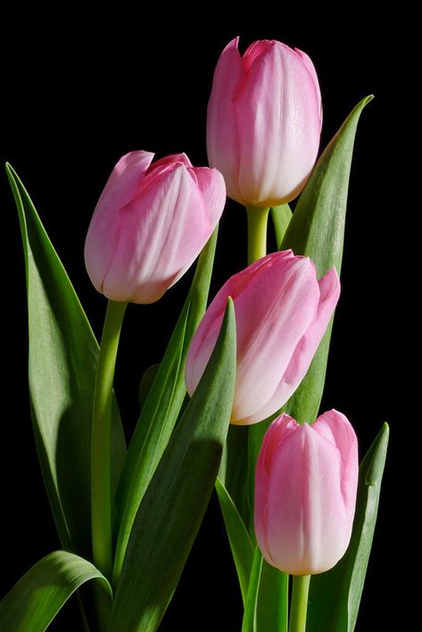 Flowers Garden, Exotic Flowers, Tulip Painting, Flower Close Up, Different Types Of Flowers, Tulips Garden, The Secret Garden, Pink Tulips, Tulips Flowers