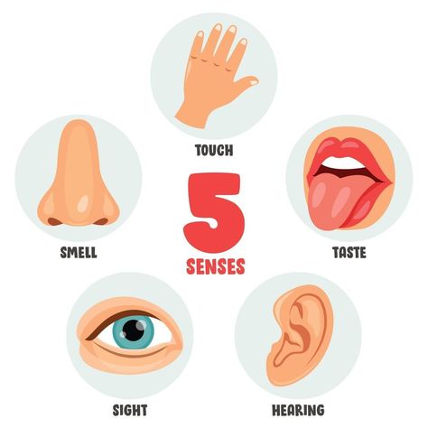 5 Sense Organs Chart, Sense Organs Chart, Body Parts Theme, Body Parts For Kids, Sense Organs, Senses Preschool, My Five Senses, Letter Worksheets For Preschool, Human Organs