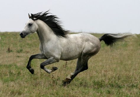 . Arabian Horse Running, Horse Running Reference, Horse Reference Photos, Horse Looking Back, Horse From Behind, Animal Running, Cai Arabi, Black Arabian Horse, Horse Reference