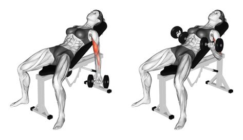 The incline dumbbell curl is a beneficial exercise with the torso at an incline angle, which increases difficulty leading to comparatively greater results. #dumbbellcurls #inclinedumbbellcurl #biceps #preachercurl #bodybuilding #strengthtraining Incline Dumbell Curl, Inclined Bench Workout, Gym Hacks, Bench Press Workout, Db Curl, Bench Workout, Dumbbell Curls, Preacher Curls, Incline Bench