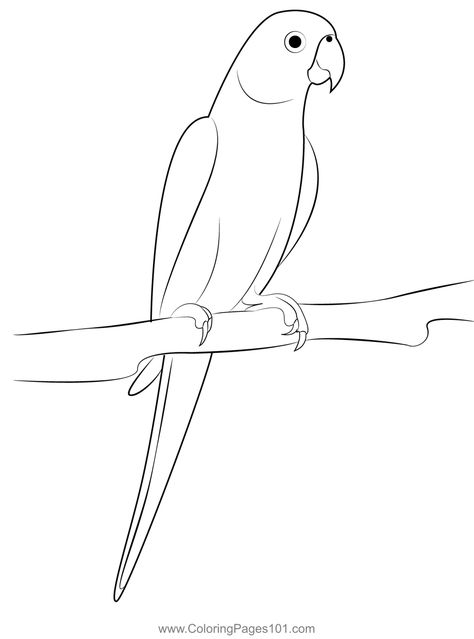 Indian Parrot Sitting On Tree Coloring Page Croquis, Indian Parrot, Drawing Creative Ideas, Flute Drawing, Grape Drawing, Bird Pencil Drawing, Parrot Image, Birds For Kids, Parrot Drawing