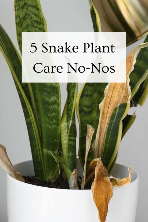 5 Snake Plant Care No-Nos Snake Plant Care Guide, Snake Plants In Pots, Sansevieria Plant Care, How To Trim Snake Plant Leaves, Snake Plant Decor Outdoor, Snake Plant Light Needs, Snake Plant Indoor Decor Ideas, Mothers Tongue Plant, Mother In Law Tongue Plant Outdoors