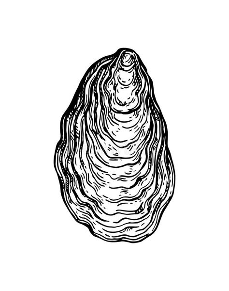 Croquis, Line Illustrations, Shell Drawing, Lino Art, Hand Drawn Vector Illustrations, Ink Sketch, Line Illustration, Shell Art, Oyster Shell