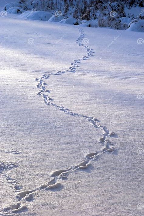 Animal tracks in snow stock photo. Image of pattern, track - 17585328 Animal Tracks In Snow, Sunny Morning, Animal Tracks, Animals And Pets, Mansion, Framed Artwork, Denmark, Photo Image, Royalty Free Stock Photos