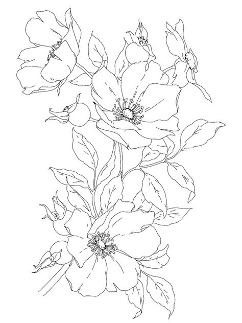 Floral Line Drawing Pattern, Line Art Floral Pattern, Line Art Drawings Nature, Black And White Flowers Drawing, Minimalist Line Art Flowers, Nature Procreate, Nature Line Drawing, White Flowers Illustration, White Flower Drawing