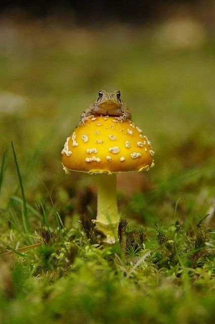 Dishfunctional Designs: Shroom Love...  #mushrooms #shroom #fungi #fungus #frog #wild #wildlife #wildlifephotography #photography #nature Reptiles And Amphibians, Amphibians, Sejarah Kuno, Theme Halloween, Frog And Toad, Cute Frogs, Mellow Yellow, Toad, 귀여운 동물