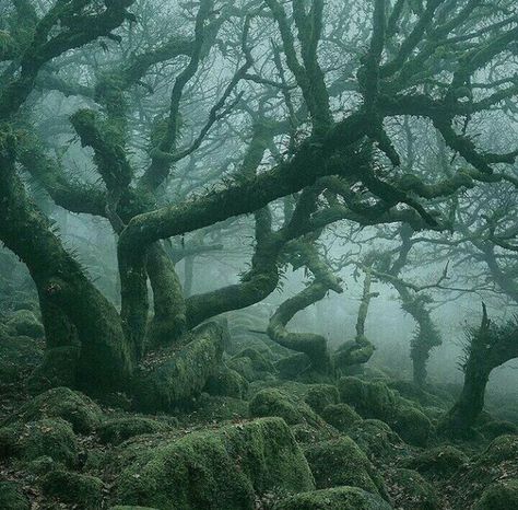 Forbidden Forest, Dartmoor National Park, Haunted Forest, Image Nature, Ancient Forest, Magic Aesthetic, Most Haunted, Magical Forest, Dark Forest