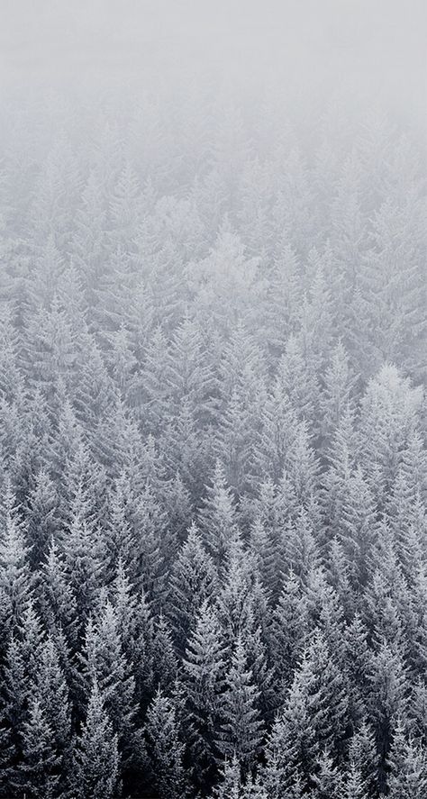 Free Winter Wallpaper, Winter Landscape Photography, Christmas Tree Forest, Winter Iphone, Nature Photography Trees, Christmas Tree Wallpaper, Iphone Wallpaper Winter, Wallpaper Winter, Pine Trees Forest