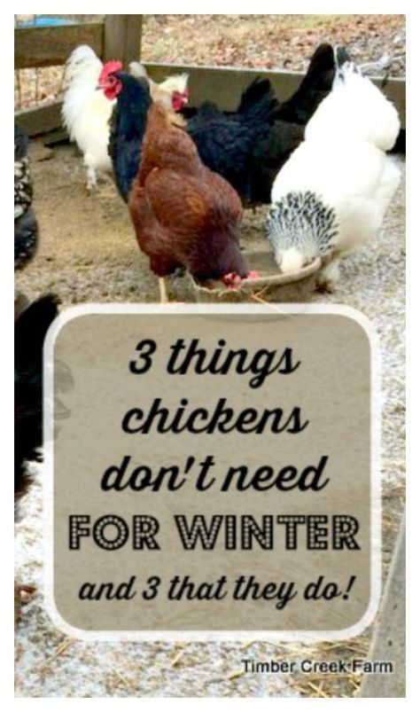 3 Things That Chickens Really Don't Need for Winter (and three that they do) Urban Chicken Farming, Chickens In The Winter, Raising Chicks, Backyard Chicken Farming, Homestead Chickens, Urban Chickens, Raising Backyard Chickens, Chicken Garden, Keeping Chickens