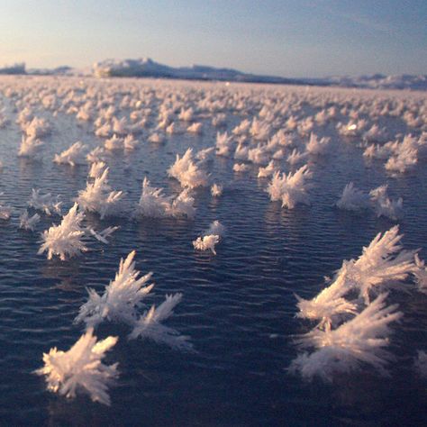 Frost Flowers Blooming in the Arctic Ocean are Found to be Teeming with Life    An ultra-clean chamber is being built where scientists can grow artificial frost flowers and hope that their research leads to a better understanding of how life might be able to survive in extreme conditions elsewhere in the universe. Amazing! Land Art, Amazing Nature, Frost Flowers, Frozen Water, Matka Natura, Belle Nature, Arctic Ocean, Natural Phenomena, Science And Nature