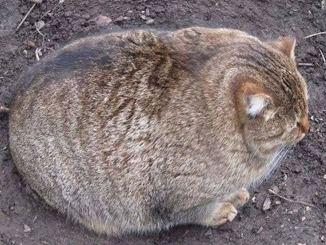 Este parece un pedazo de pan... 19 Fotos de gatos gordos Fat Animals, Gatos Cool, Koci Humor, Image Chat, Photo Chat, Haiwan Peliharaan, 웃긴 사진, Fat Cats, 귀여운 동물