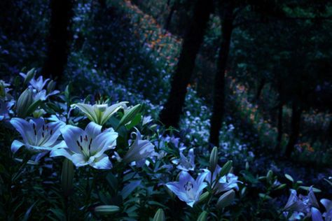 Flower Forest, Lily Garden, Nature Adventure, Nature Aesthetic, Pretty Places, Blue Aesthetic, Fantasy World, Night Sky, Pretty Flowers