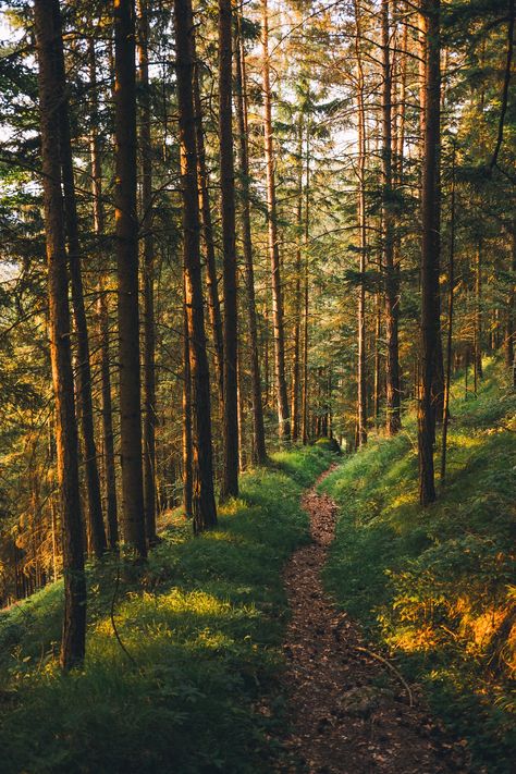 숲 사진, Fotografi Kota, Forest Path, Beautiful Background, Design Decoration, Alam Yang Indah, Alam Semula Jadi, Nature Aesthetic, Colorful Style