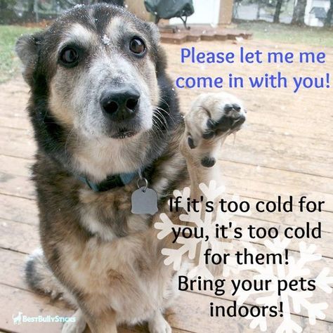 bring pets inside Cold Quotes, Its Cold, Its Cold Outside, Cold Outside, Animal Quotes, Dog Stuff, Mans Best Friend, Animals Friends, Fur Babies
