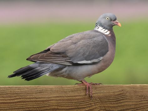 Wood Pigeon, Rock Pigeon, Feral Pigeon, Wings Band, White Wing, What Is A Bird, Bird Feeding, Common Birds, The Pigeon