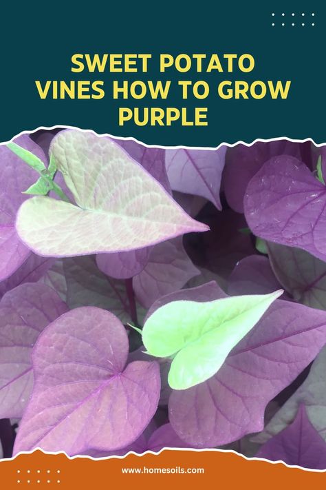 sweet potato vines how to grow purple Sweet Potato Plant Vine, Potato Vine Plant, Sweet Potato Vines, Living Wall Garden, Sweet Potato Plant, Growing Sweet Potatoes, Sweet Potato Vine, Purple Potatoes, Potato Vines