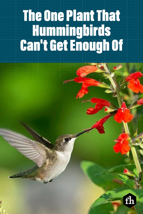 How to attract hummingbirds from spring until autumn by planting these seven beautiful and valuable plants in your backyard and garden. #hummingbirds #birdcalling #birds #plants Hummingbird Vine, Plants To Attract Hummingbirds, Attracting Hummingbirds, Summer Birds, Bird Fountain, Hummingbird Plants, Attract Hummingbirds, Canna Lily, Bird Calls