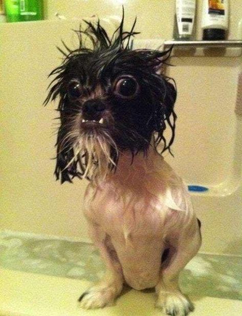 Funny Dog Pictures, Surprised Dog, Psy Chihuahua, Ugly Dogs, Dog Shaming, Funny Animal Photos, Funny Animal Jokes, Silly Animals, Fete Anime