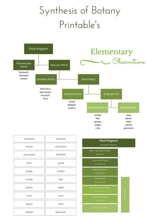 Facebook Twitter Pinterest There is so much information that is to be learned when studying botany. How can a student keep it all straight? These free, printable classification cards can help! It includes a plant kingdom chart, impressionistic botany charts, and freeform classifying cards. Simple, yet helpful! Click here to continue reading at elementaryobservations.blogspot.com.au andRead More Montessori, Kingdom Classification, Horticulture Education, Biology Plants, Plant Classification, Montessori Science, Plant Kingdom, Montessori Elementary, Plant Study