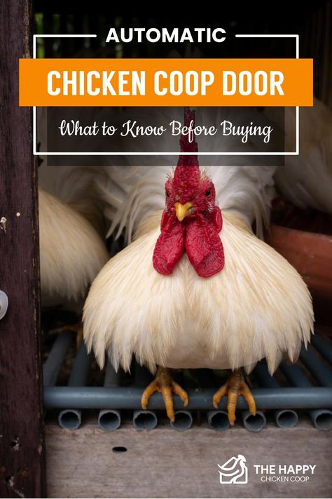 Chicken Coop Doors, Automatic Chicken Door, Training Chickens, Chicken Coop Door, Coop Door, Sustainable Farm, Automatic Chicken Coop Door, Chicken Barn, Chicken Tractor