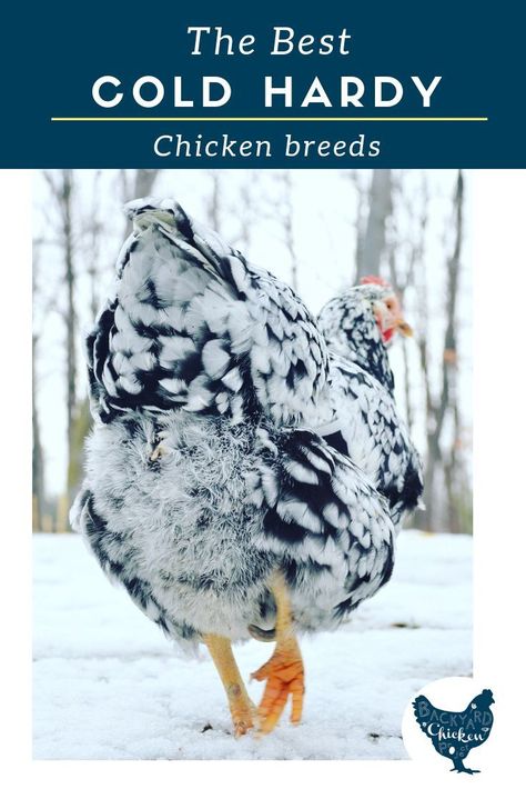 If you live in a cold climate, you're going to need some cold hardy chicken breeds to add to your flock! Taking Care Of Chickens, Diy Homesteading, Urban Chicken Farming, Chickens In The Winter, Chicken Incubator, Egg Laying Chickens, Urban Chickens, Homestead Chickens, Chicken Life