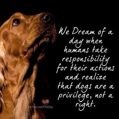 . Maltese, Cocker Spaniel, Dog Quotes, Rescue Pets, Hello People, Animal Advocacy, Disney Films, Animal Rights, Animal Quotes