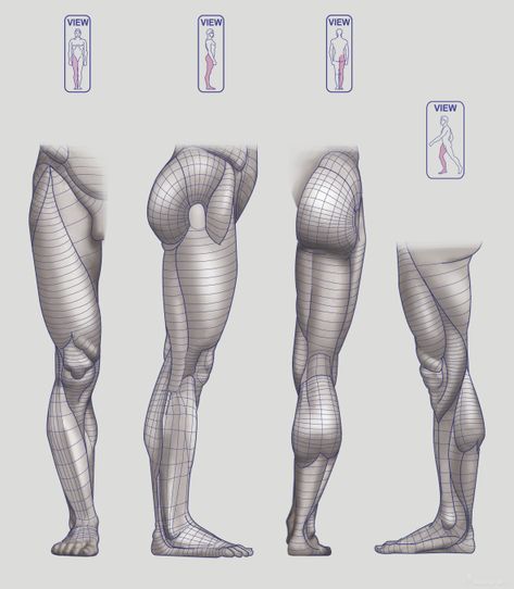 Drawing Human Anatomy, Drawing Legs, Leg Anatomy, Human Muscle Anatomy, Anatomy Sculpture, Man Anatomy, Výtvarné Reference, Human Anatomy Drawing, Anatomy Tutorial