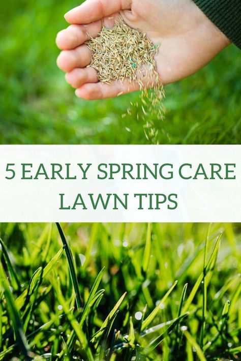 Spring is right around the corner, which means it’s time to start thinking lawn care. Here are five fool-proof ways to help get your grass off to a great start this year. • Clean Your Lawn from Winter • Aerate Your Lawn • Weed Prevention • Re-Seeding • Fertilize | #lawncare #lawncaretips #gardeningtips #earlyspring #plantingtips Overseeding Lawn, Planting Grass Seed, Grass Fertilizer, Spring Lawn Care, Spring Clean Up, Planting Grass, Seeding Lawn, Aerate Lawn, Weeds In Lawn