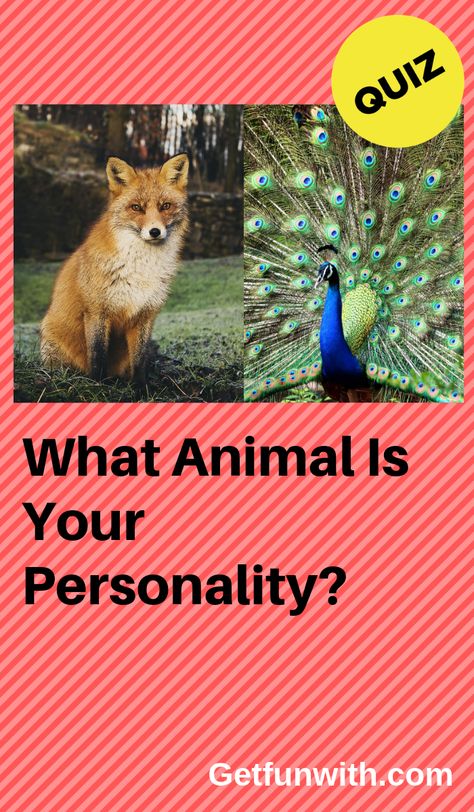 Which Animal Are You Quiz, Which Animal Are You, What Animal Am I Quiz, Which Aesthetic Are You, What Animal Am I, What Is My Spirit Animal, Spirit Animal Test, What Are You Quiz, Aesthetic Bird