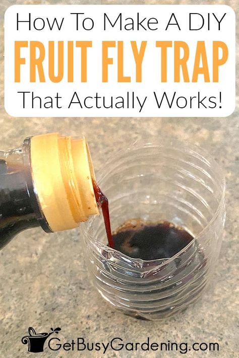 Killing Fruit Flies, Diy Gnat Trap, Flies Trap Diy, Catch Fruit Flies, Fruit Fly Killer, Homemade Fruit Fly Trap, Diy Fruit Fly Trap, Homemade Fly Traps, Fruit Flies In House