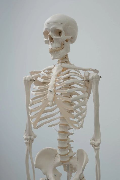 Human Skeleton Model, Skeleton Photo, Human Skeleton Anatomy, Skeleton Artwork, Body Bones, Skull Reference, Skeleton Anatomy, Skeleton Model, Skeleton Drawings