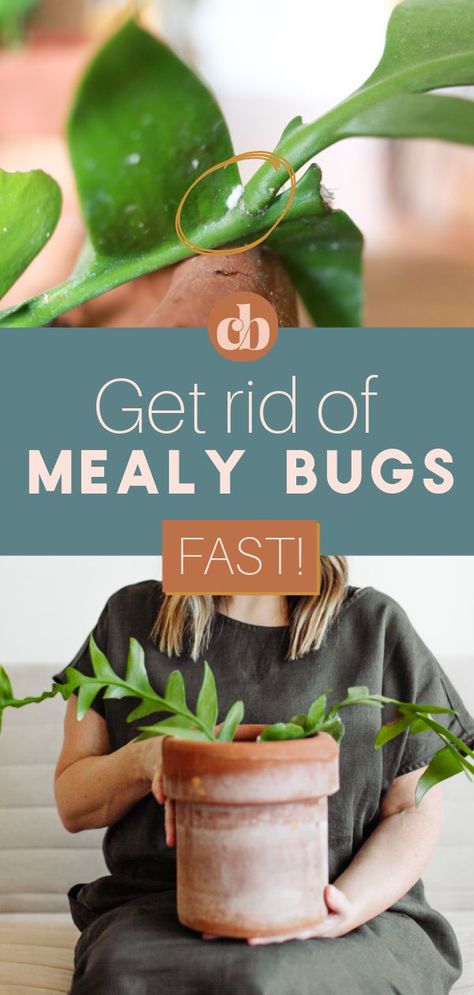 How To Get Rid Of Mealy Bugs On Succulents, Mealy Bugs On House Plants, How To Get Rid Of Mealy Bugs On Plants, Mealy Bugs How To Get Rid Of, Get Rid Of Mealy Bugs, White Bugs On Plants, Get Rid Of Bed Bugs, Plant Inspiration, Mealy Bugs