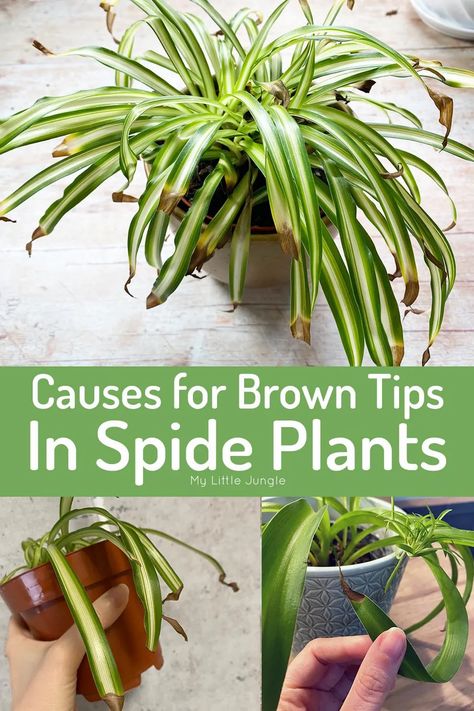 Why Does My Spider Plant Have Brown Tips on the Leaves? - My Little Jungle Airplane Plant Houseplant, How To Care For Spider Plants, Spider Plant Indoor, Plant Leaves Turning Brown, Spider Plant Care, Spider Plant Babies, Plant Leaves Turning Yellow, Airplane Plant, Brown Tips