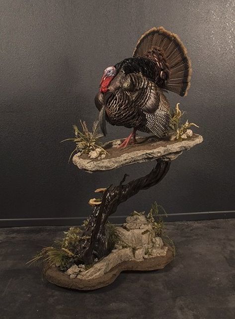 Check Out These 10 Cool Ideas for Turkey Mounts Turkey Hunting Decor, Deer Mount Ideas, Wet Specimen Taxidermy, Turkey Mounts, Deer Hunting Decor, Waterfowl Taxidermy, Bear Mounts, Outdoor Hobbies, Turkey Fan