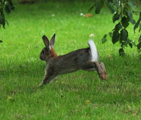 Rabbit hopping | pearse | Flickr Nature, Rabbit Hopping, Bunny Hopping, Rabbit Pictures, Rabbit Photos, Wild Rabbit, Elephant Illustration, Grey Bunny, Year Of The Rabbit