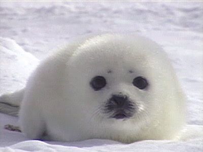 Skrunkly Cat, Harp Seal, Cute Seals, Seal Pup, Baby Seal, Silly Animals, Marine Animals, Malbec, Cute Creatures