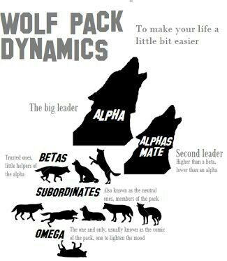 Lup Singuratic, Tierischer Humor, Wolf Stuff, Wolf Quotes, 강아지 그림, She Wolf, Wolf Love, Wolf Pictures, Wolf Spirit