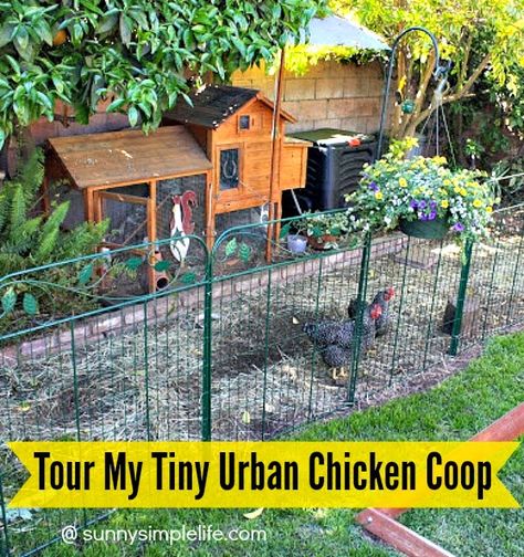 Tour Of My Tiny Chicken Coop | small chicken coop | premade coop | backyard chickens | urban chickens | raising chickens in a very small backyard can be done Tiny Chicken Coop, Chicken Coop Small, Small Chicken Coop, Urban Chicken Coop, Urban Chicken Farming, City Chicken, Small Chicken Coops, Easy Chicken Coop, Portable Chicken Coop