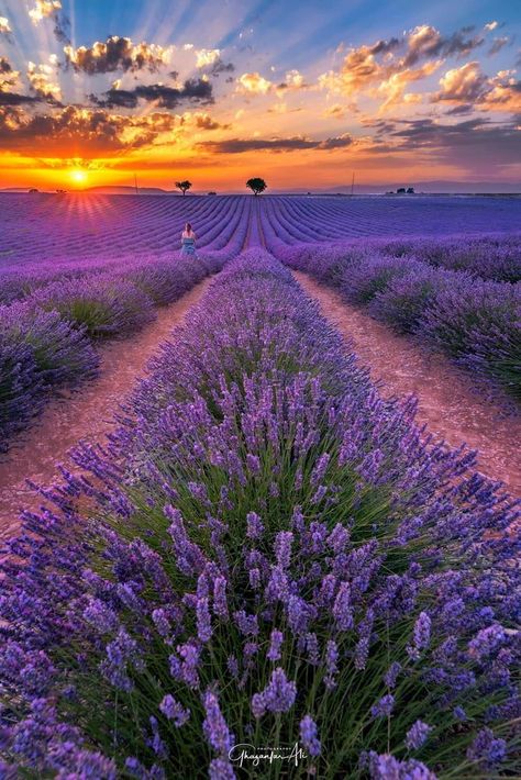 Lavender fields in bloom (by Ghazanfar Ali Shah) - Awesome | Beautiful nature, Beautiful landscapes, Nature pictures Architecture Portfolio, Valensole France, Lavender Fields Provence, Lavender Fields Photography, Belle Nature, Lavender Field, Lukisan Cat Air, Fields Photography, Lavender Fields