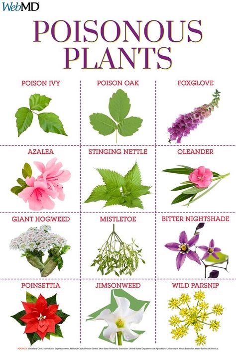 Poison Ivy Plants, Medicinal Wild Plants, Leaf Identification, نباتات منزلية, Ivy Plants, Poisonous Plants, Herbal Magic, Plant Identification, Wilderness Survival