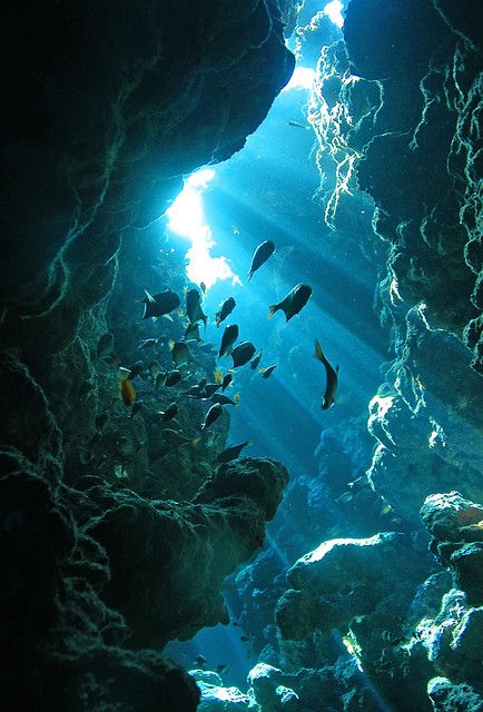 Cave | Joost van Uffelen | Flickr Underwater Caves, Ocean Underwater, Ocean Deep, Open Ocean, Ocean Pictures, Ocean Vibes, Ocean Wallpaper, Beautiful Ocean, Ocean Creatures