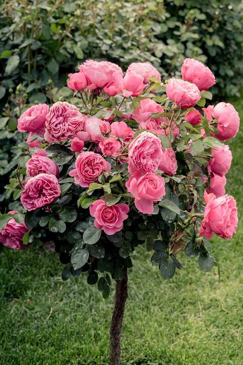 Knockout Rose Tree, Double Knockout Roses, Rose Like Flowers, Pink Flowering Trees, Knockout Roses, Rose Garden Design, Rose Tree, Rose Care, Belle Rose