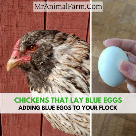 Chickens That Lay Blue Eggs - Adding Blue Eggs to Your Flock - Mranimal Farm Americana Chickens Eggs, Ameraucana Chicken Eggs, Americauna Chickens, Easter Egger Chicken Eggs, Blue Chicken Eggs, Americana Chickens, Araucana Chickens, Ameraucana Chicken, Easter Egger Chicken