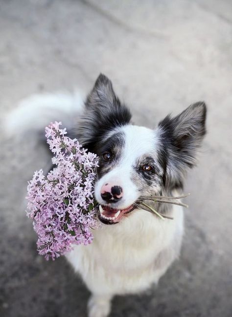 15 Photos Confirming That Border Collies Love Flowers | Page 2 of 3 | PetPress Australian Shepherds, Psy I Szczenięta, Dog Photoshoot, Pretty Dogs, Collie Dog, Dog Flower, Cute Dogs And Puppies, 가을 패션, Dog Photography