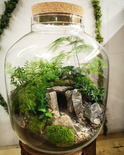 Best Terrarium Plants, Closed Terrarium Plants, Beautiful Terrariums, How To Make Terrariums, Mini Terrarium, Deco Nature, Moss Terrarium, Terrarium Decor, Moss Garden